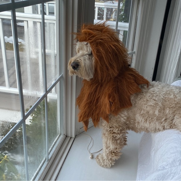 Lions Head Costume - Picture 7 of 13